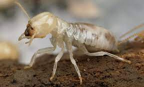 Weed seeds from native soil find light and sprout. The Termite Treatment Your Vegetable Garden Needs 5best