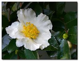 Camellia Sasanqua Setsugekka Plants Winter Plants Trees To Plant