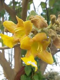 It also occurs naturally in myanmar, thailand, laos, cambodia, vietnam, and in southern provinces of china. Gambhari Gmelina Arborea Uses Side Effects Dose