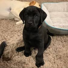 English black and yellow labrador puppies for sale in california! Labrador Retriever Puppies Lab Puppies For Sale