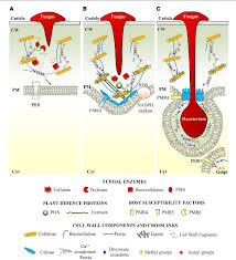 Maybe you would like to learn more about one of these? Figure 2 From Plant Cell Wall Dynamics And Wall Related Susceptibility In Plant Pathogen Interactions Semantic Scholar