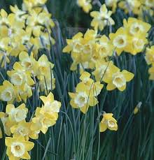 Intrigue Daffodil Finegardening Daffodil Gardening Daffodils Fine Gardening