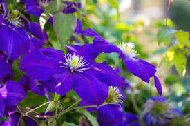 Maybe you would like to learn more about one of these? Die Waldrebe Clematis The President Eine Pracht Fur Jeden Garten