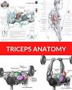 What is the best exercise to target the inner part of your triceps ...