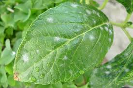 多肉植物がうどんこ病 見分け方と対処法について