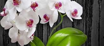 Tue, jun 8, 12:00 pm + 24 more events. Flora Laboratories