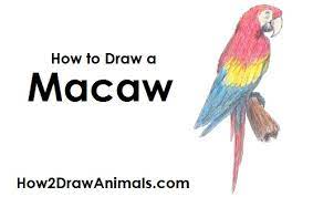 Scarlet macaw is large size red, yellow and blue color combination parrot. How To Draw A Scarlet Macaw