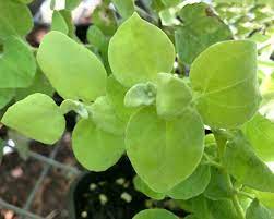 Lime green is a color. Helichrysum Petiolare Gardensonline