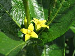 Image result for Fadogia schmitzii