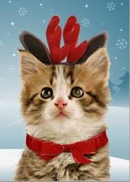 Reindeer Kitten Christmas Card Christmas Cats Christmas Kitten Christmas Animals