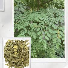 Image result for Moringa oleifera