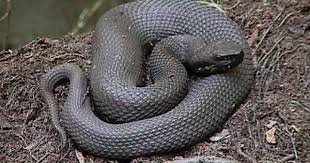 Black And Yellow Snake North Texas Water Moccasin Water Moccasin Snake Snake Types Of Snake