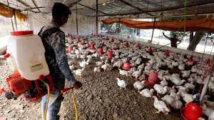 Una cepa virulenta h5n8 descubierta a partir de una muestra fecal de aves silvestres en cheonan, a 92 kilómetros al sur de seúl. Dos Cientificos Chinos Que Identificaron La Covid Avisan De Otro Peligro La Gripe H5n8 As Com