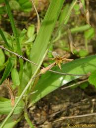 Image result for Dipcadi longifolium