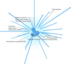 Maybe you would like to learn more about one of these? The Overview Of Organelles