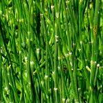 Image result for Equisetum ramosissimum