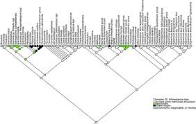 Image result for Psorospermum mechowii