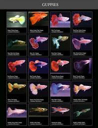 20992922 10209671483485306 6210440021878041319 n jpg 738 960 guppy fish freshwater aquarium fish tropical freshwater fish