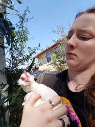 Introducing new rhode island red chicken to flock