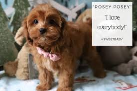 If you're considering adopting a cavachon puppy, make sure you understand this breed's health considerations. Cavachon Puppies For Sale By Foxglove Farm Cavachon Cavapoo