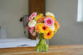 Image result for Gerbera