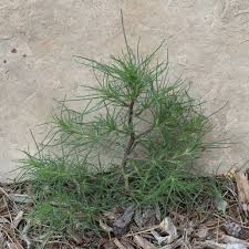 Image result for Salsola