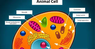 Maybe you would like to learn more about one of these? Cbse Adda Fundamental Unit Of Life Cell Class 8th And 9th