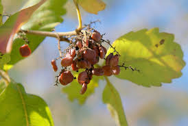 Image result for Searsia acuminatissima