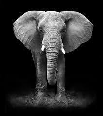 African Elephant Black And White Elephant Pictures African Elephant Face Black And White Google Search Elephant Wallpaper Elephant Background Elephant Photography