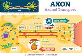 Label fractions on number line. Axon Vector Illustration Labeled Diagram With Explanation And Structure Closeup With Cell Body Terminal Synaptic Cleft Canstock