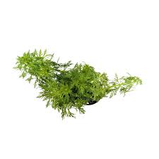 Image result for Limnophila