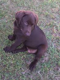We did not find results for: Labrador Retriever Puppies For Sale Noblesville In 239965