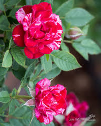 Miniature roses are perfectly scaled, smaller versions of larger roses, with all the colors, forms miniature roses are actually pretty tough plants. Some Minis And Others