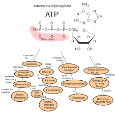 Adenosine Triphosphate Nursing School Prerequisites Biology Lessons Best Nursing Schools