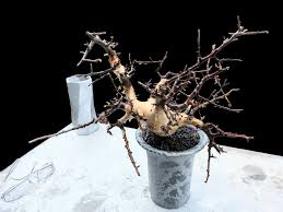 Image result for Commiphora schlechteri
