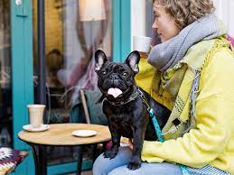 Here are some of the most common signs of cancer in dogs and the types of cancer that cause them. Is Kennel Cough Contagious To Humans Symptoms And Treatment