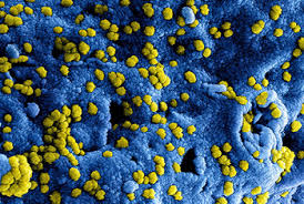 Cobertura especial de Noticias ONU sobre el coronavirus | Noticias ONU
