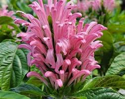 Image result for Justicia australis