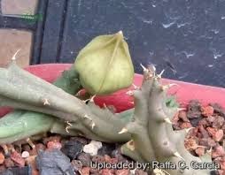 Image result for Piaranthus atrosanguineus