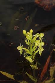 Image result for Habenaria myodes
