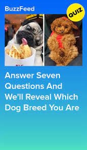 Which Dog Breed Are You Most Like Dog Quizzes Dog Breed Quiz Animal Quiz