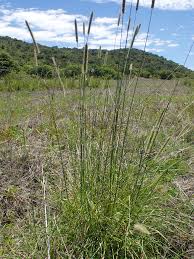 Image result for Setaria incrassata