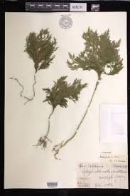 Image result for Selaginella goudotiana
