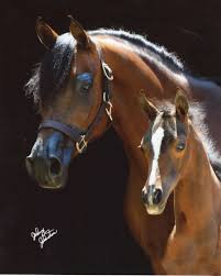 Image result for arabian horses