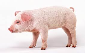 Stock photo babi hd gambar makanan gratis foto download gratis recipees home facebook letak geografis indonesia yaitu di antara benua australia dan asia serta di antara samudera hindia dan samudera pasifik. Pigs Hd Wallpapers Free Download Wallpaperbetter