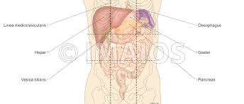 The abdominal divisions should be used in conjunction with other diagnostic approaches in order to become familiar with the anatomical divisions by exploring the world's most advanced 3d anatomy. Bauch Und Verdauungsorgane Anatomische Illustrationen