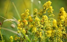 Sânzienele tratează zeci de afecţiuni. Sanzienele Medicament È™i Surogat De Cafea Paradis Verde