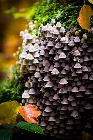 Pin On Shrooms Flora
