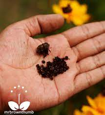 How To Save Coreopsis Seeds Seeds Seed Saving Winter Sowing