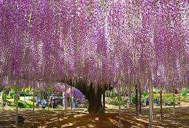 Japanese Wisteria Wisteria Tree Wisteria Tunnel Japan Wisteria
